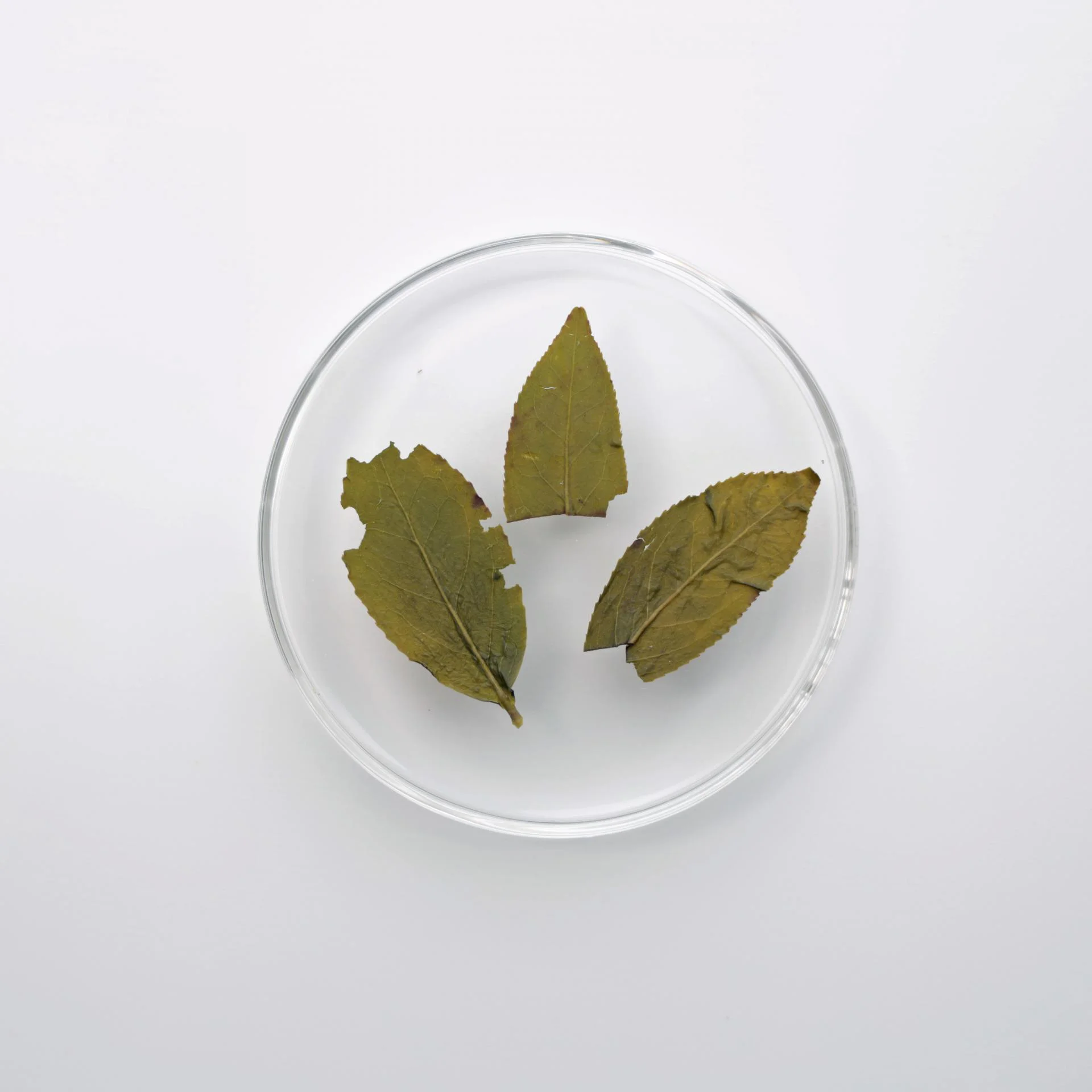 LOT001. 의란 수선 우롱 23春 엽저