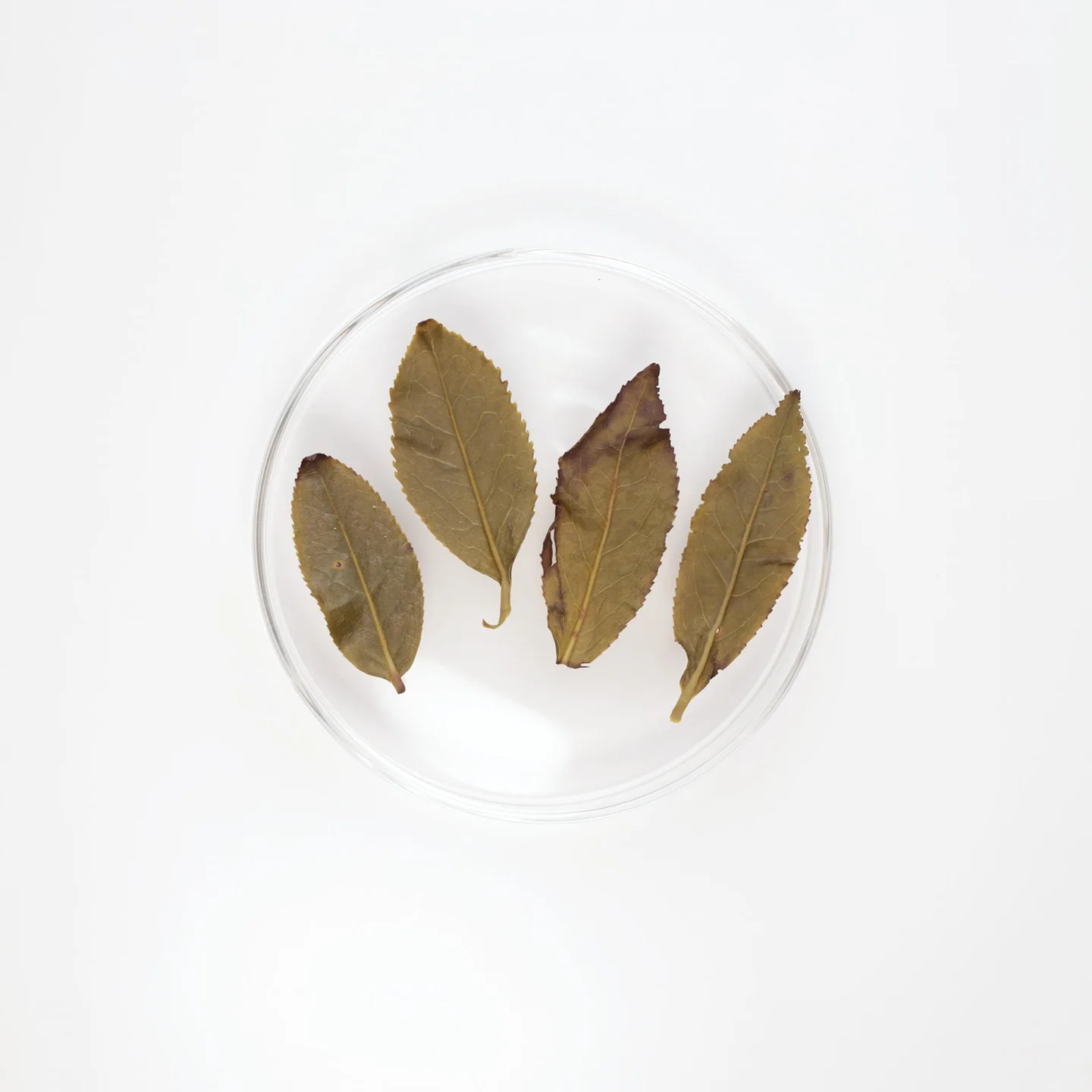 LOT025. 화강 고산차 23春 엽저