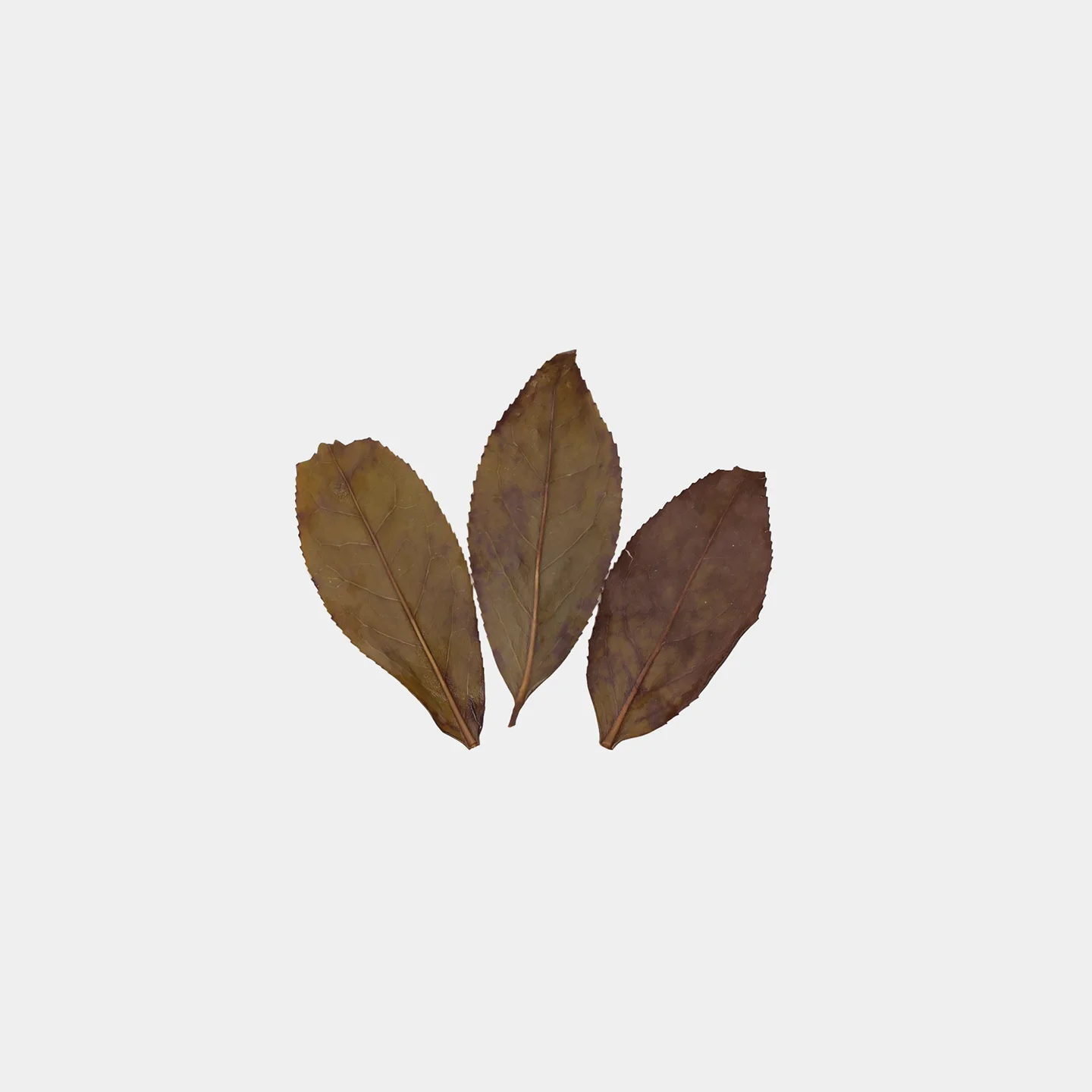 LOT026. 무제 001 엽저