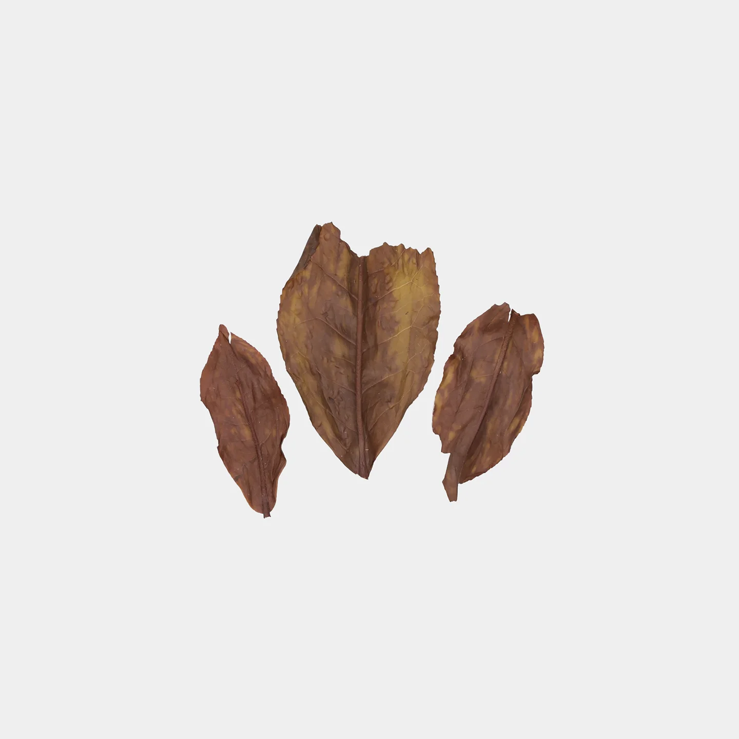 LOT030. 캔디 홍옥 홍차 22夏 엽저