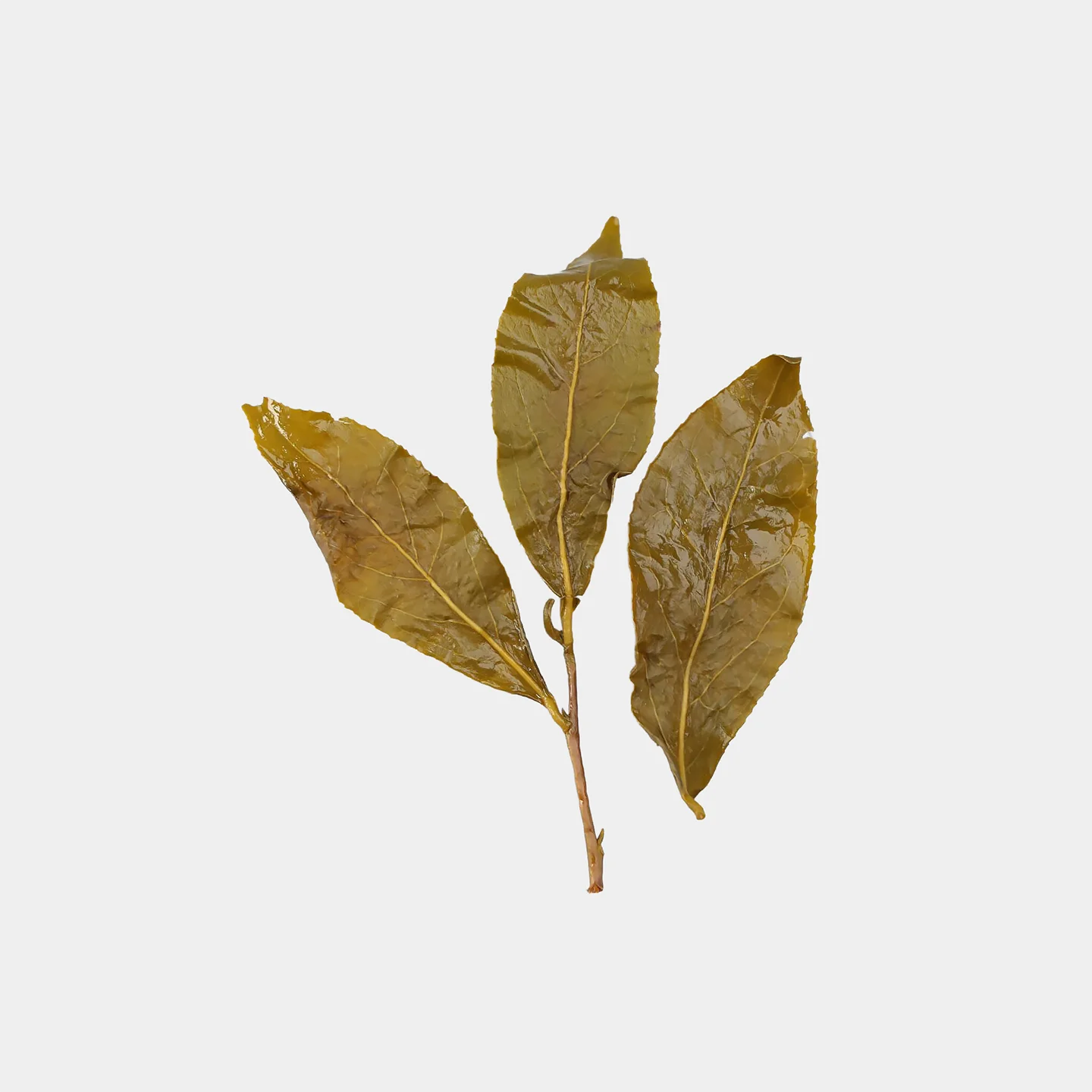 LOT050. 송지향 대우령 23春 엽저2