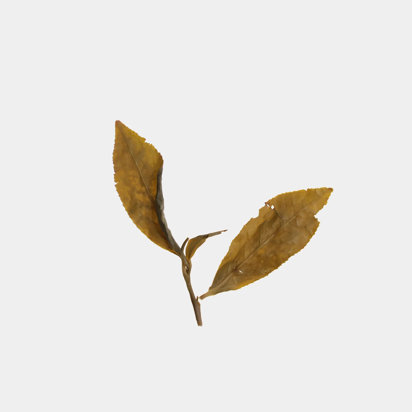 LOT050. 송지향 대우령 23春 엽저1
