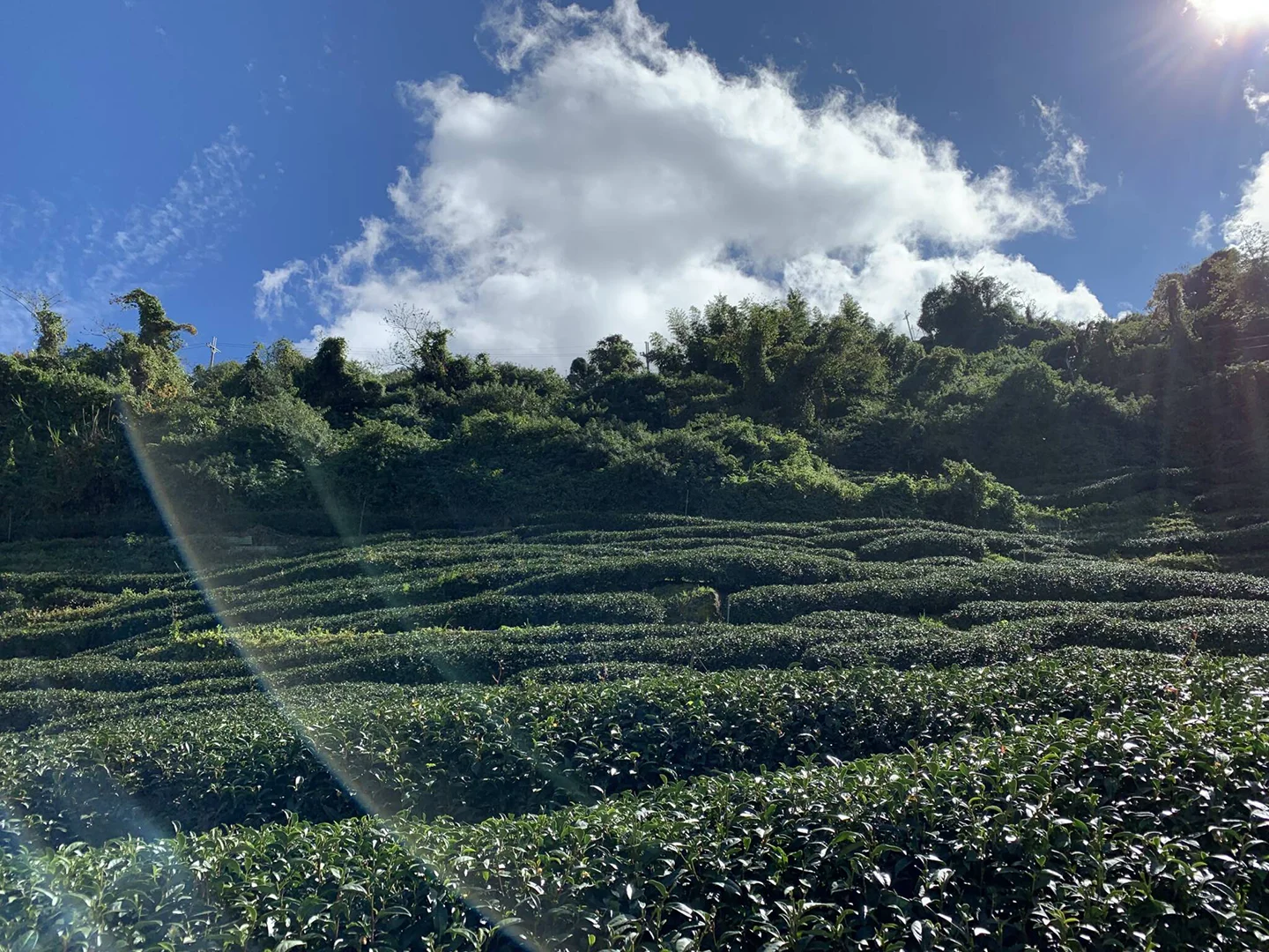 LOT051. 청향 적교두 23春 산지