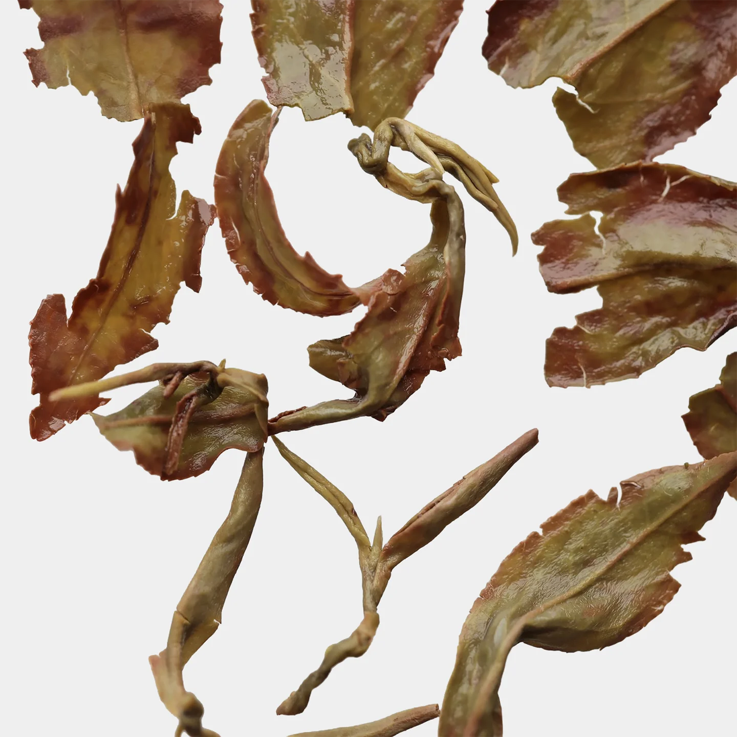 LOT053. 화밀향 청심오룡 24春 엽저 확대