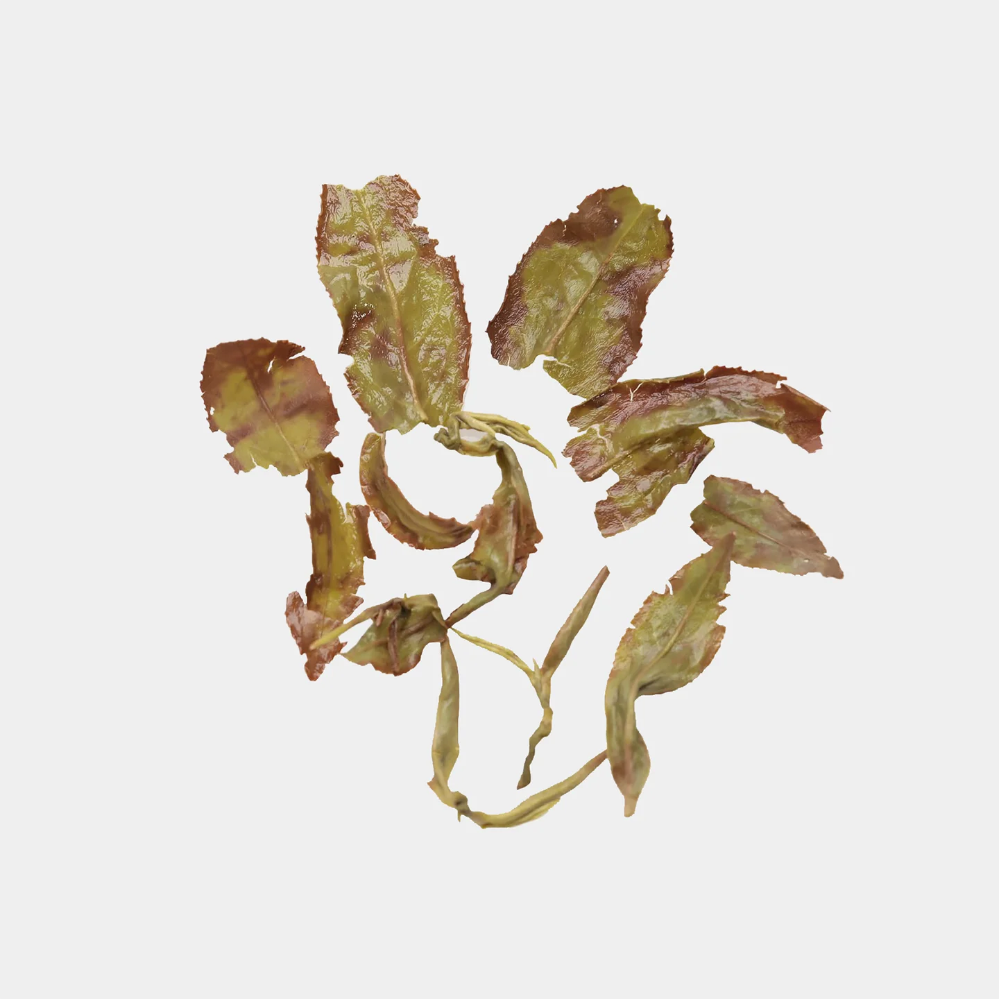 LOT053. 화밀향 청심오룡 24春 엽저