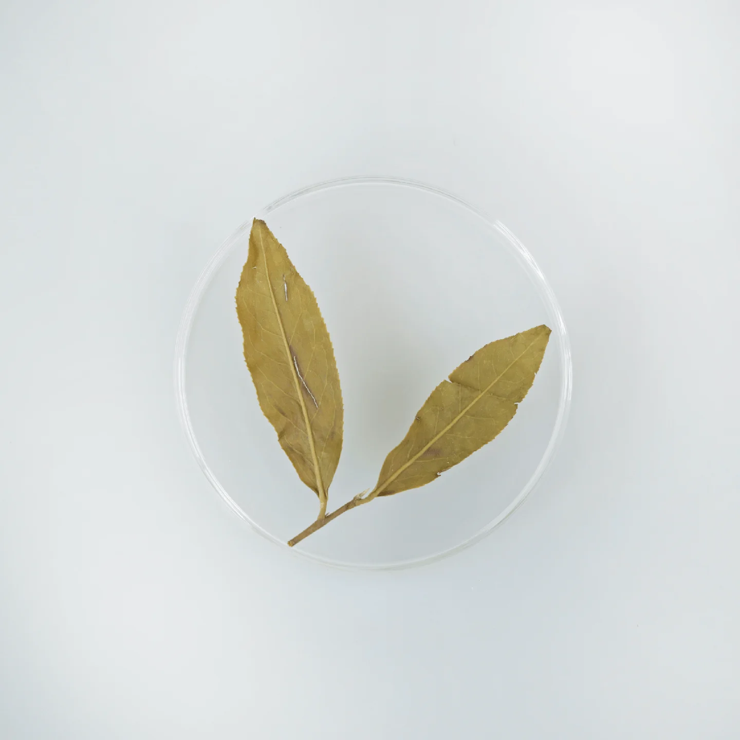 LOT060. 용안촌 고산차 24春 엽저
