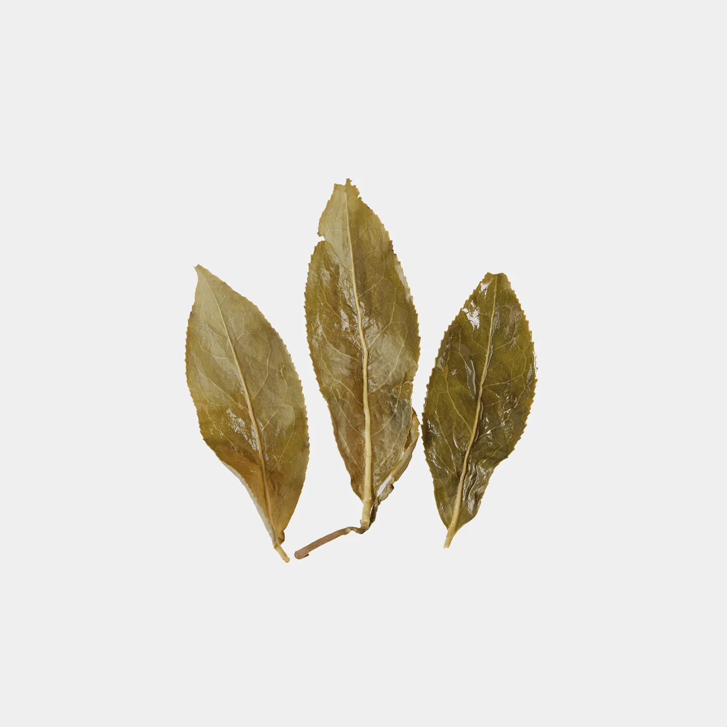 LOT061. 아리산 고산차 24春 엽저