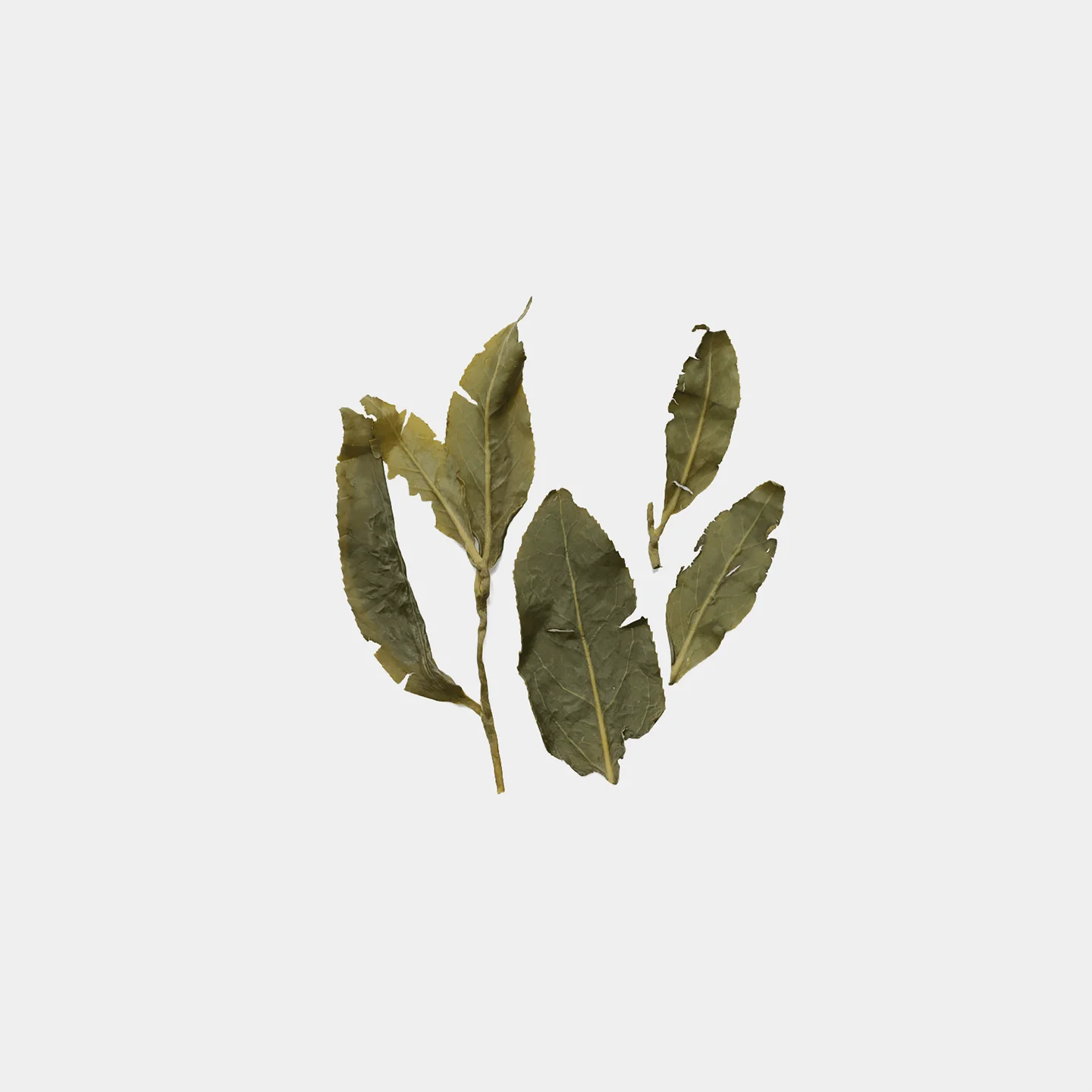 LOT064. 합환산 무계 24春 엽저