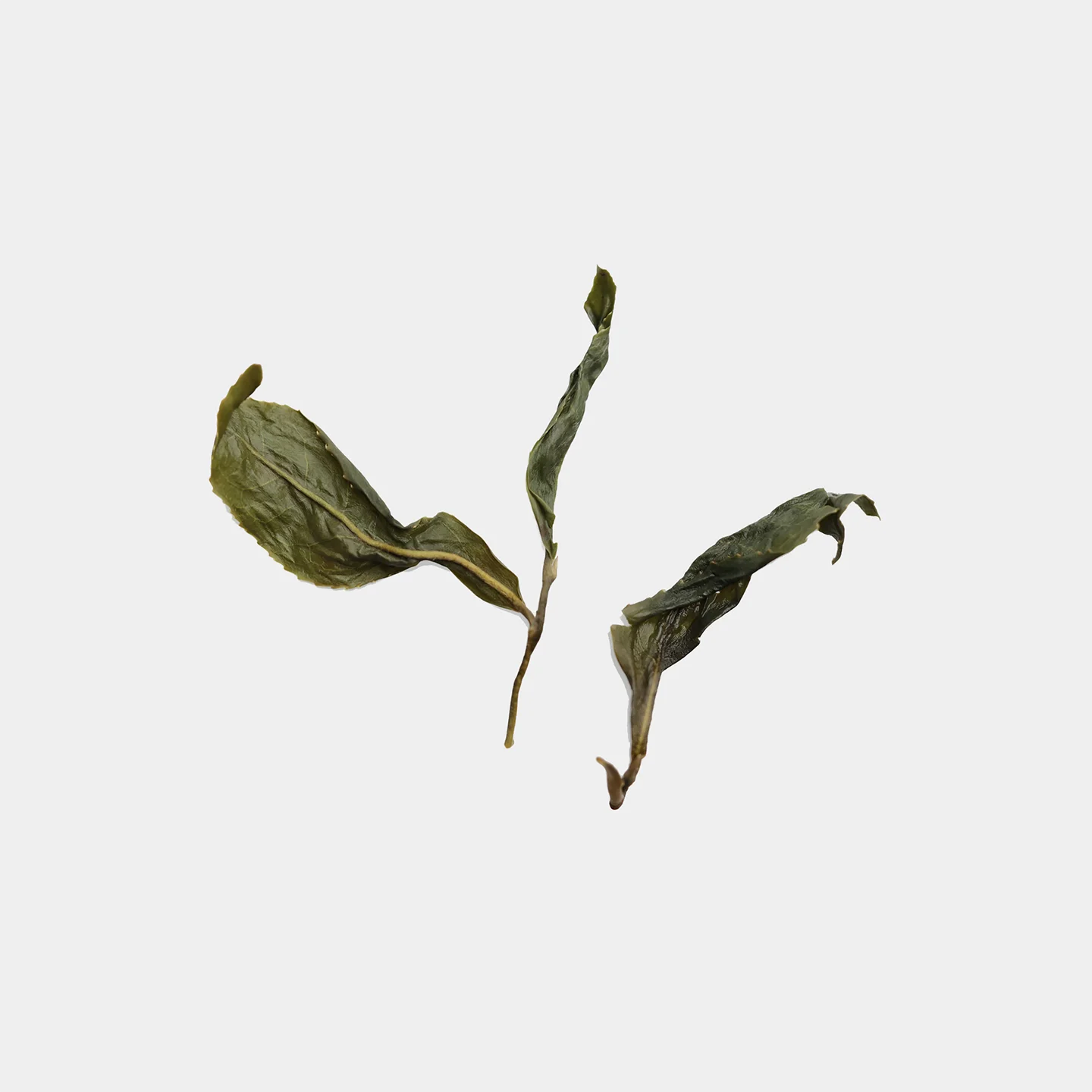 LOT066. 야방 청심오룡 녹차 24春 엽저