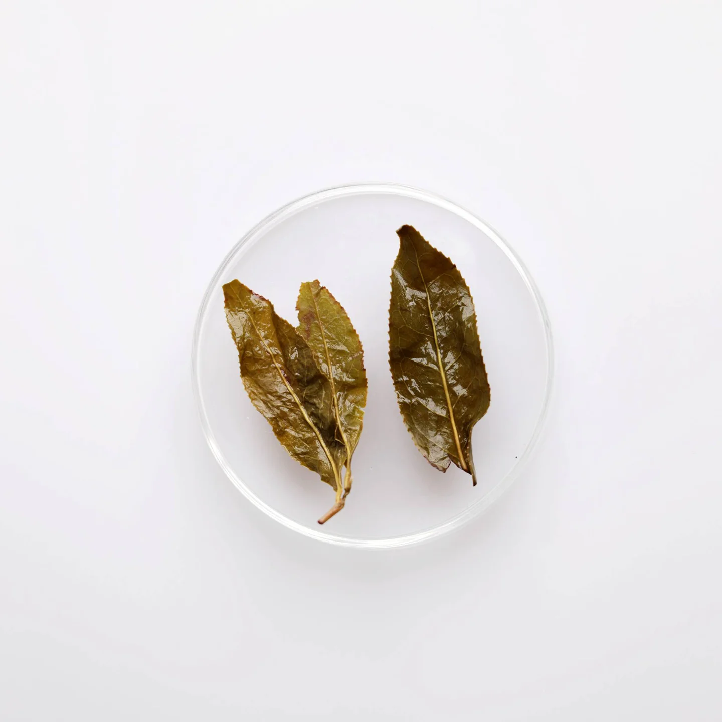 LOT069. 화향 연안 고산차 24春 엽저