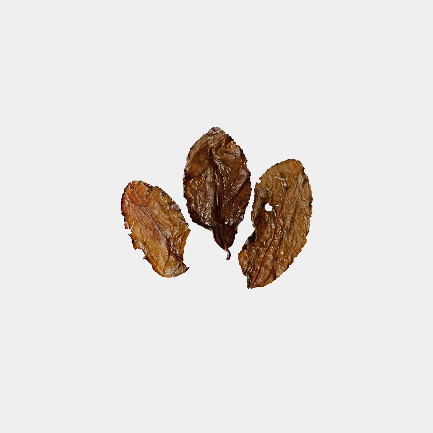 LOT072. 자연농법 중배 취옥 23秋 엽저