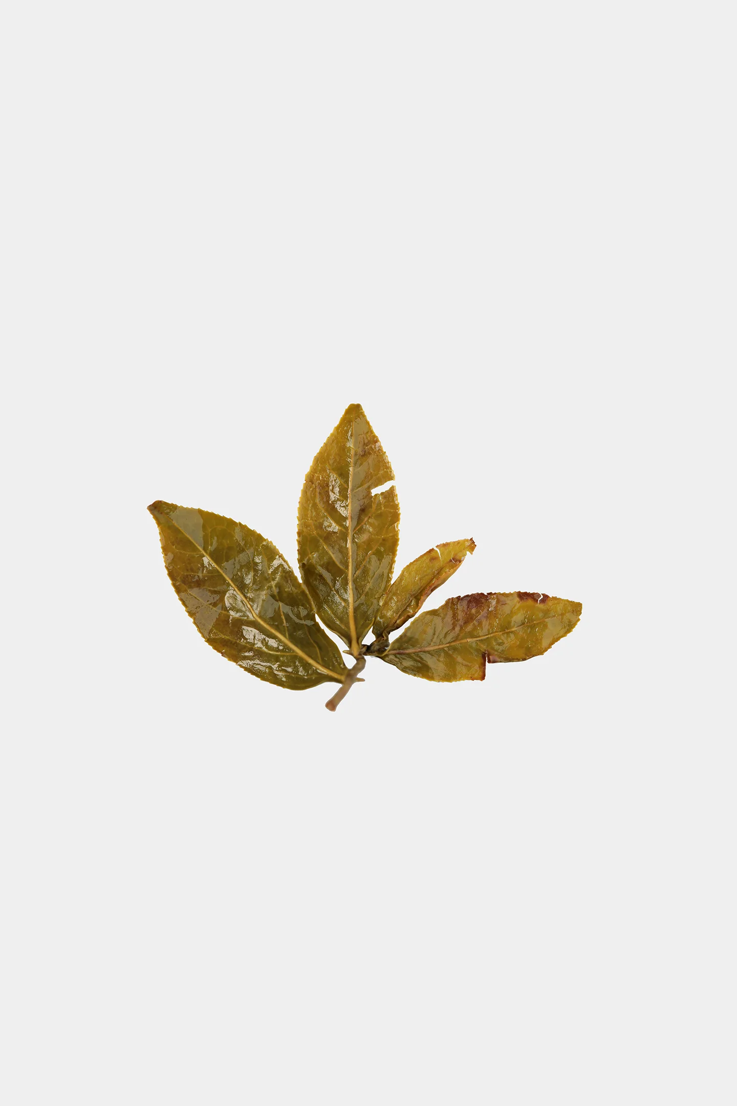 LOT100. 고산차 23冬 엽저