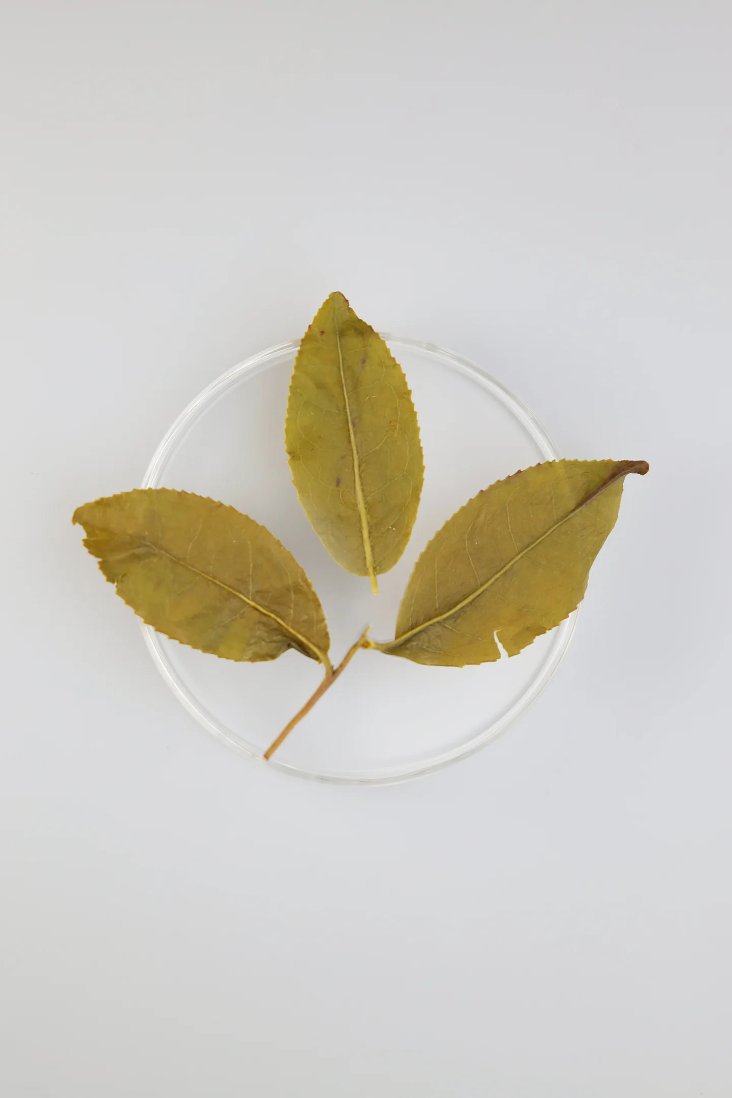 LOT106. 아리산 금훤 24冬 엽저