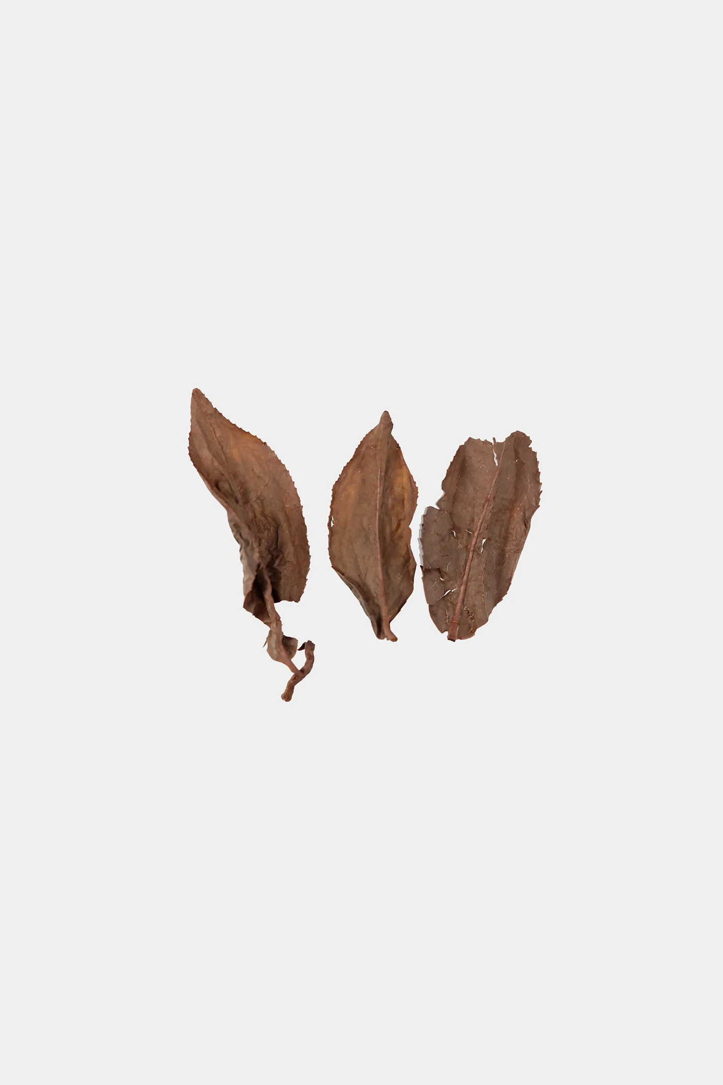 LOT108. 타이동 홍오룡 24冬 엽저