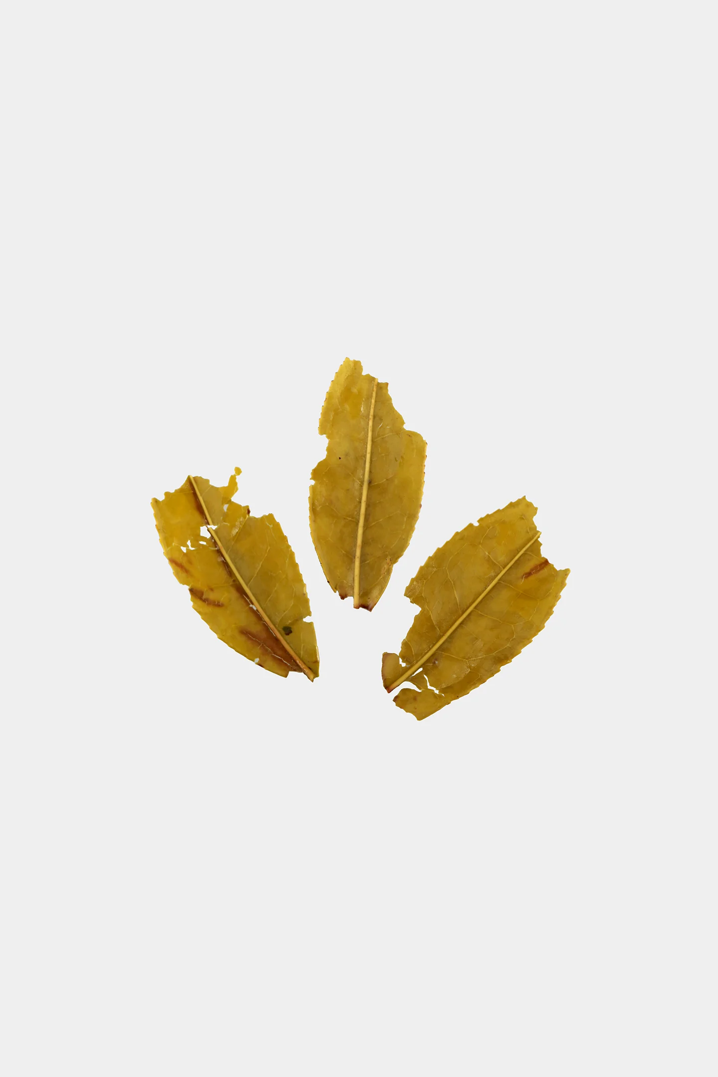 LOT112. 산온 녹차 엽저