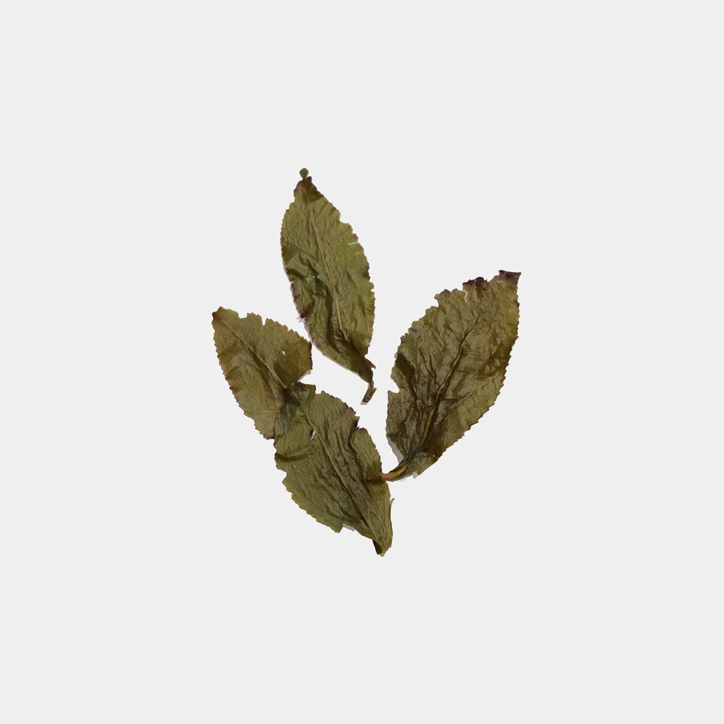 LOT122. 사계춘 금란25春 엽저
