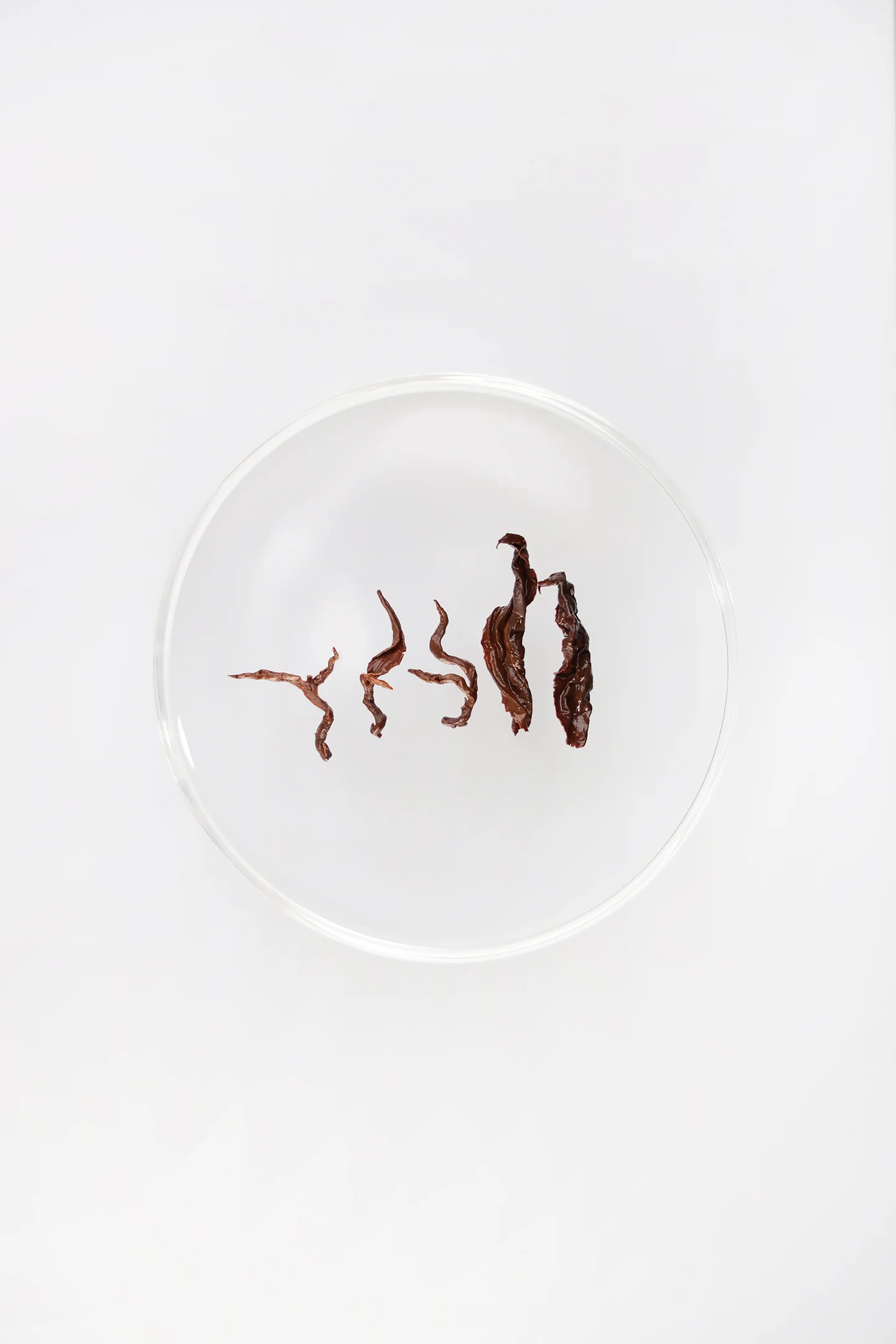 LOT128. 타이동 밀향 홍오룡 25春 엽저