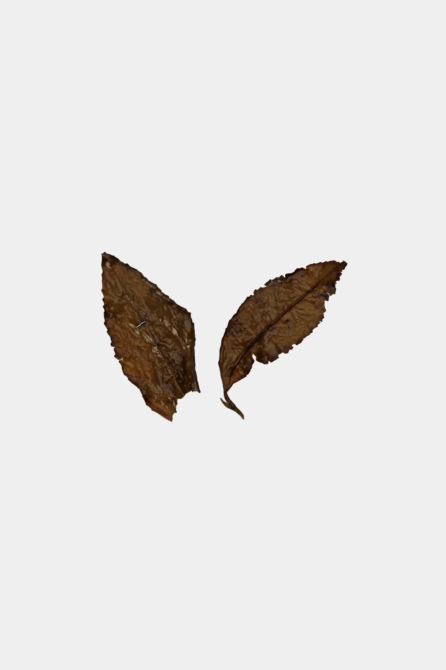 LOT158. 아리산 철관음 엽저