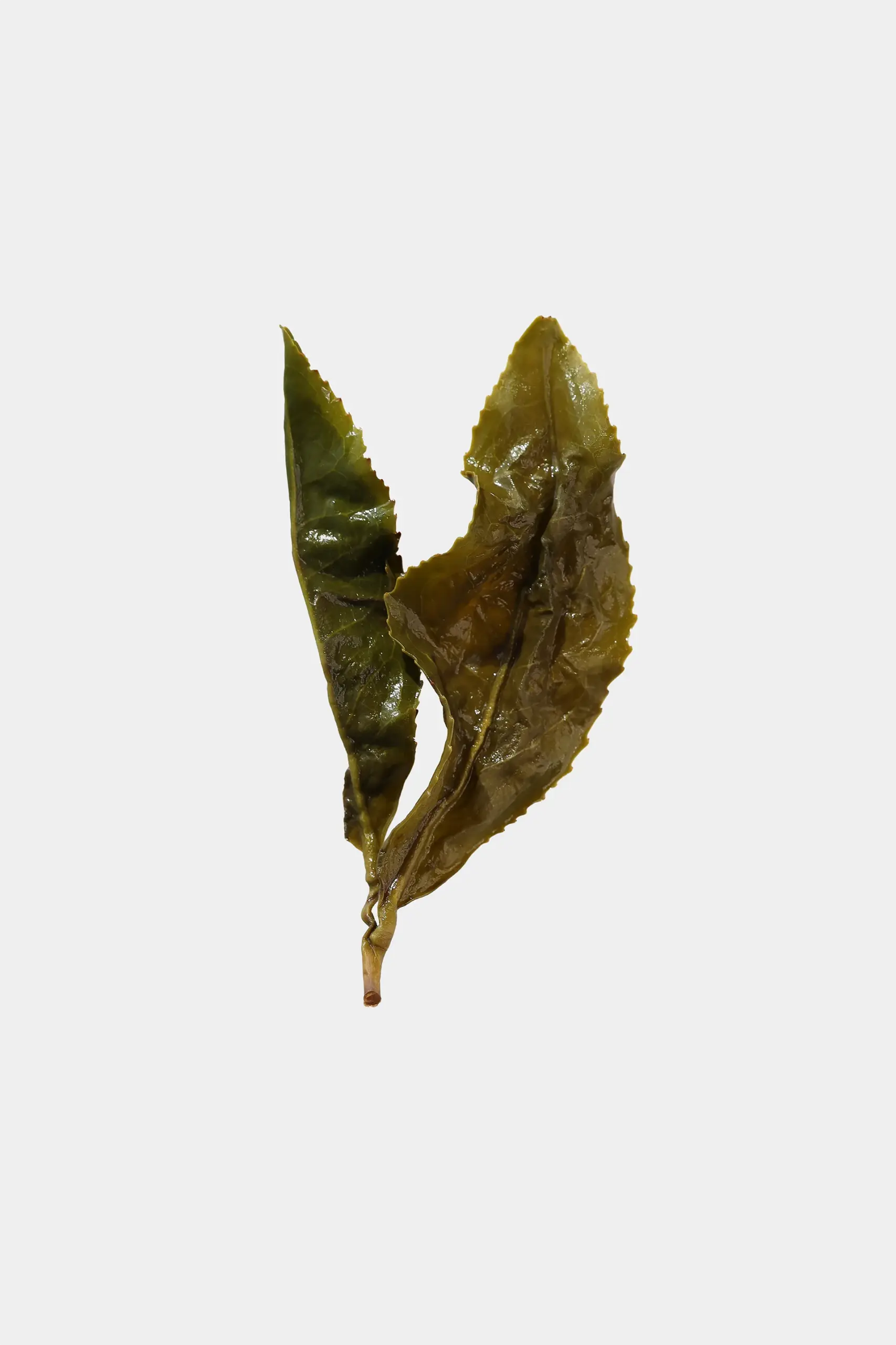 LOT204. 매산 내향 금훤 엽저사진