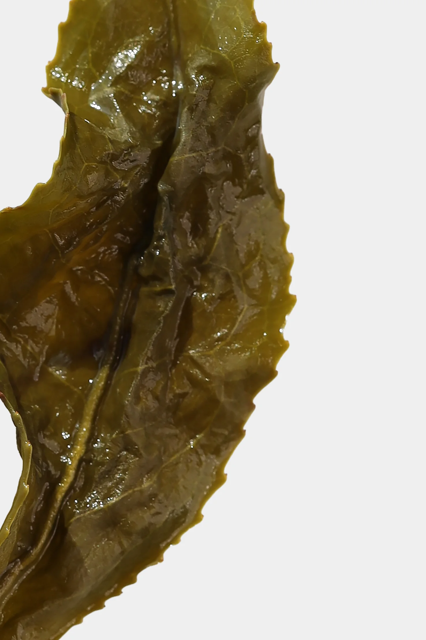 LOT204. 매산 내향 금훤 엽저확대사진