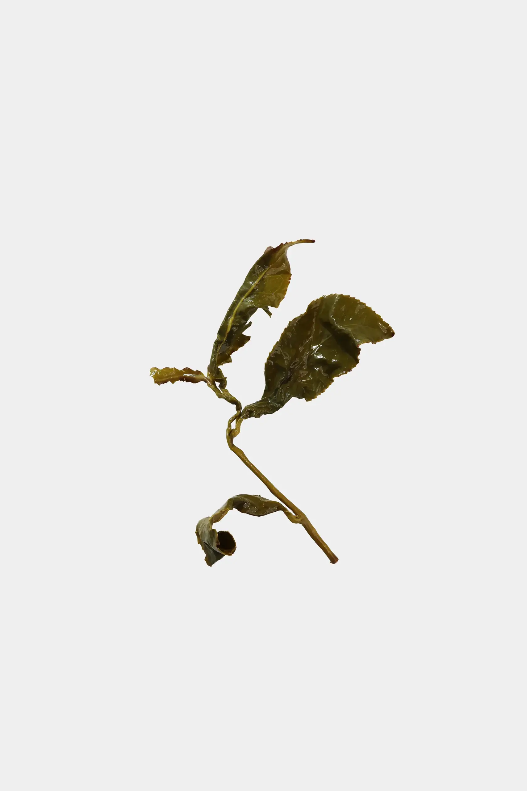 LOT205. 기래산 고산차 엽저사진1