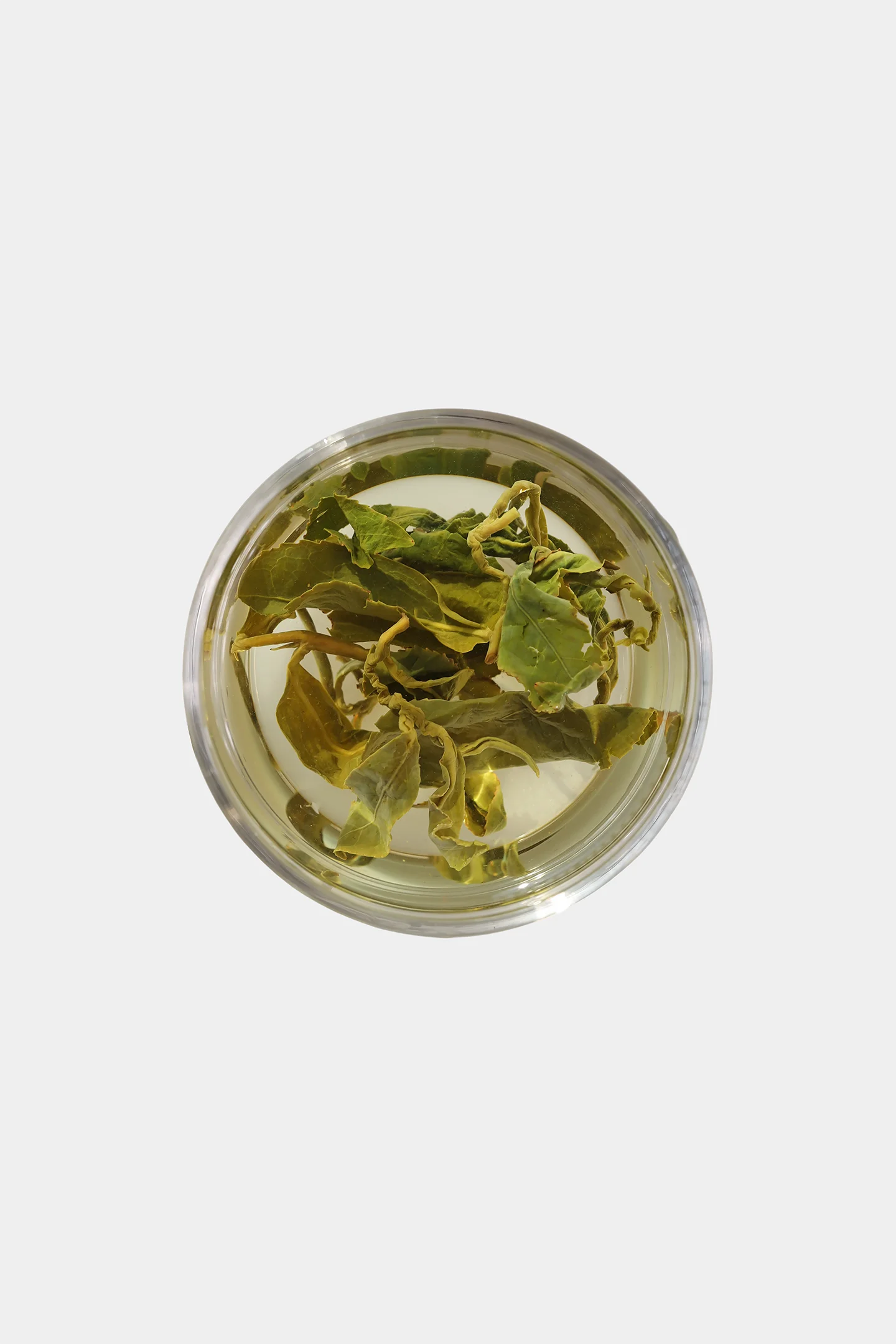 LOT206. 백구대산 고산차 우림사진