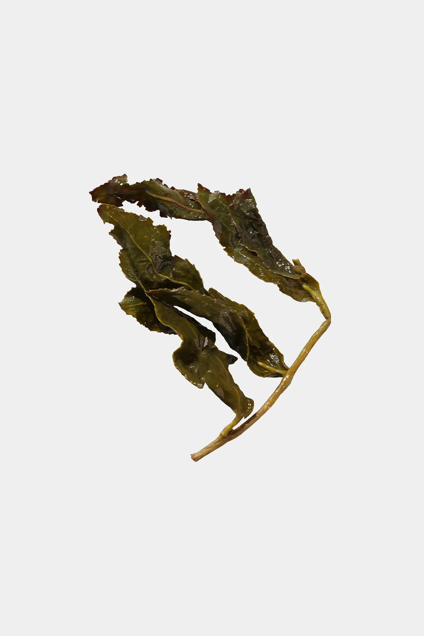LOT206. 백구대산 고산차 엽저사진