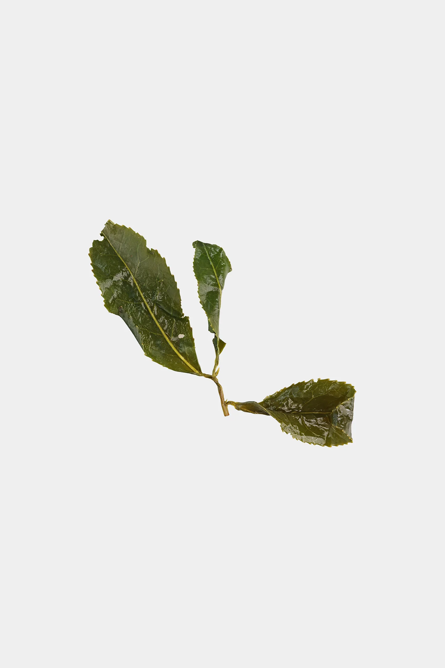 LOT207. 화강 2,700m 엽저사진1