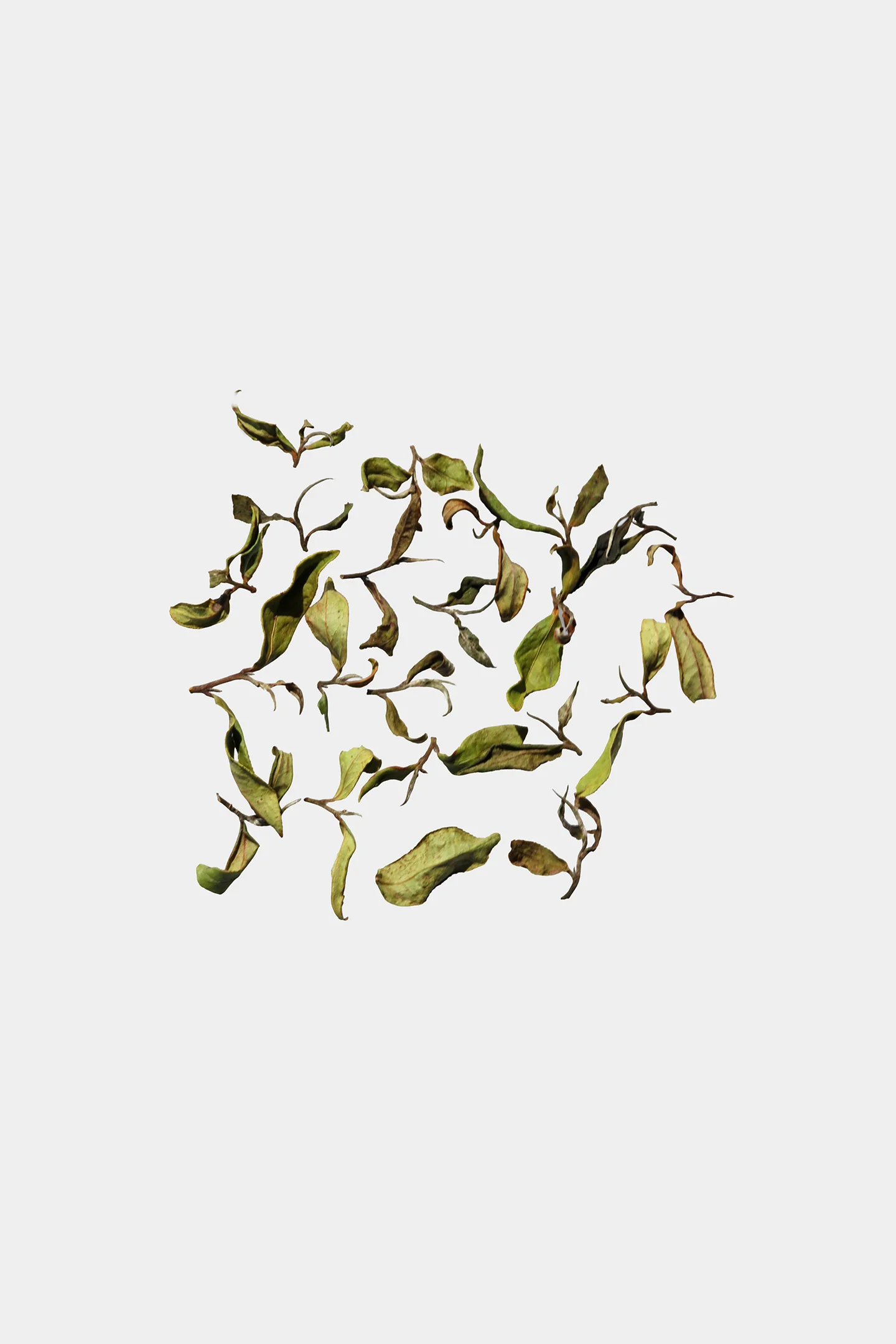 LOT208. 삼림계 동편백 건차사진