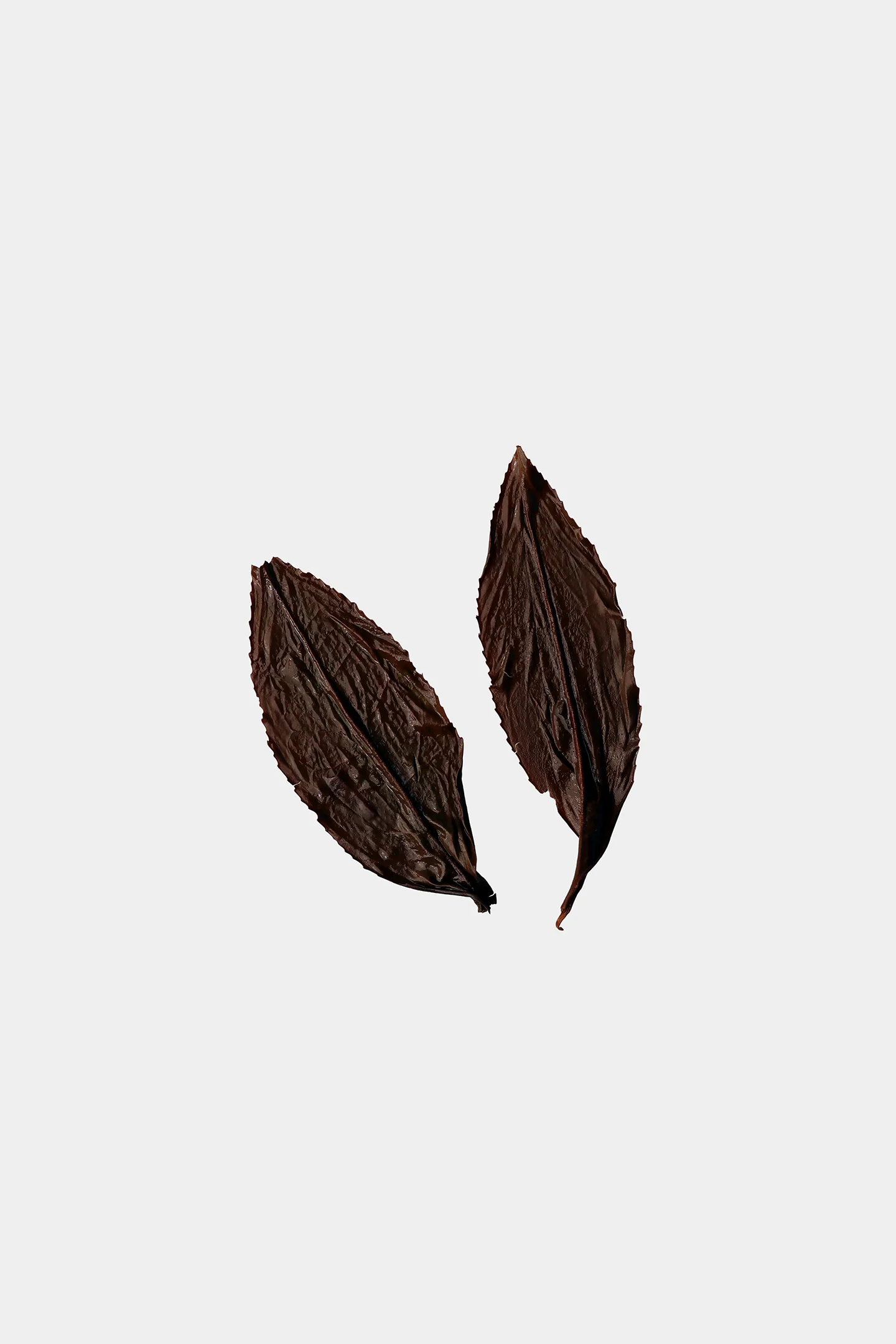 LOT209. 삼림계 기운 홍차 엽저