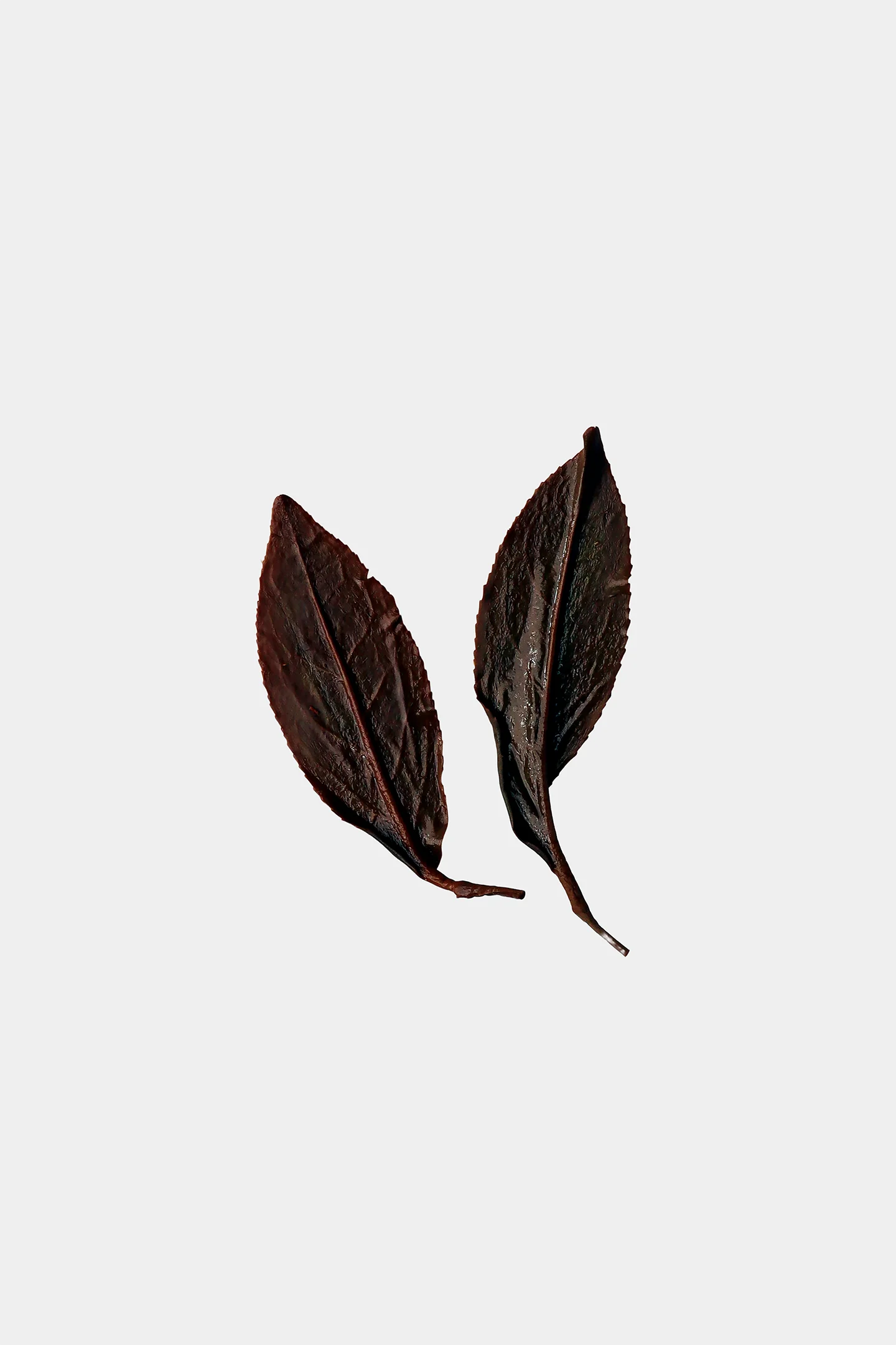 LOT210. 삼림계 청심오룡 홍차 엽저