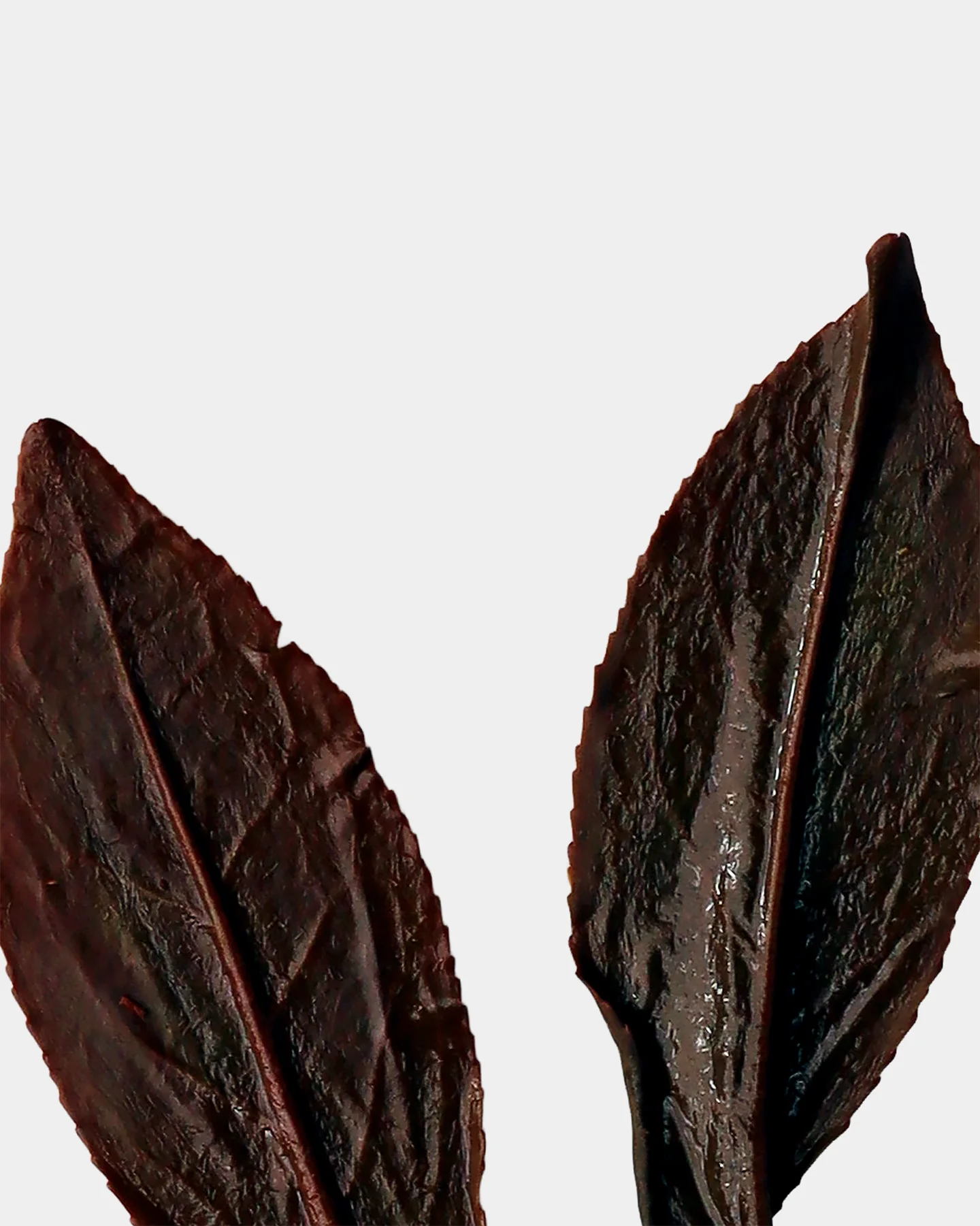LOT210. 삼림계 청심오룡 홍차 엽저 확대