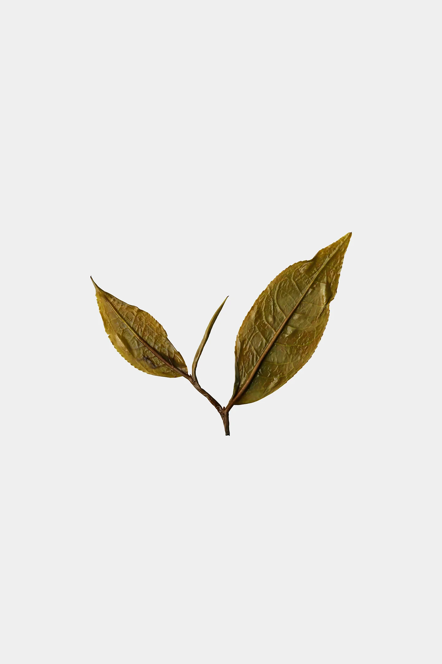 LOT211. 육귀 산차 등차 엽저
