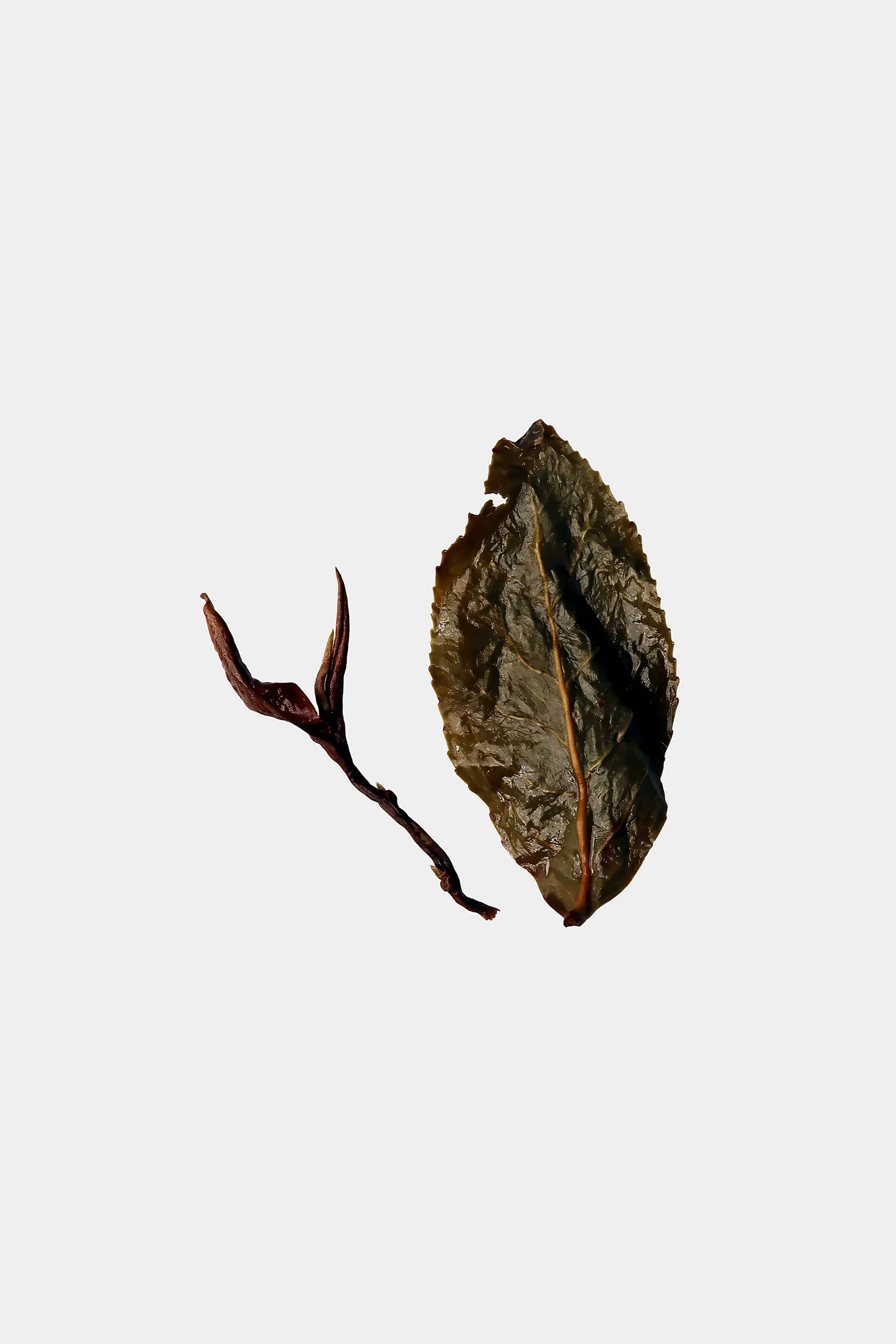 LOT212. 노번장우롱 엽저