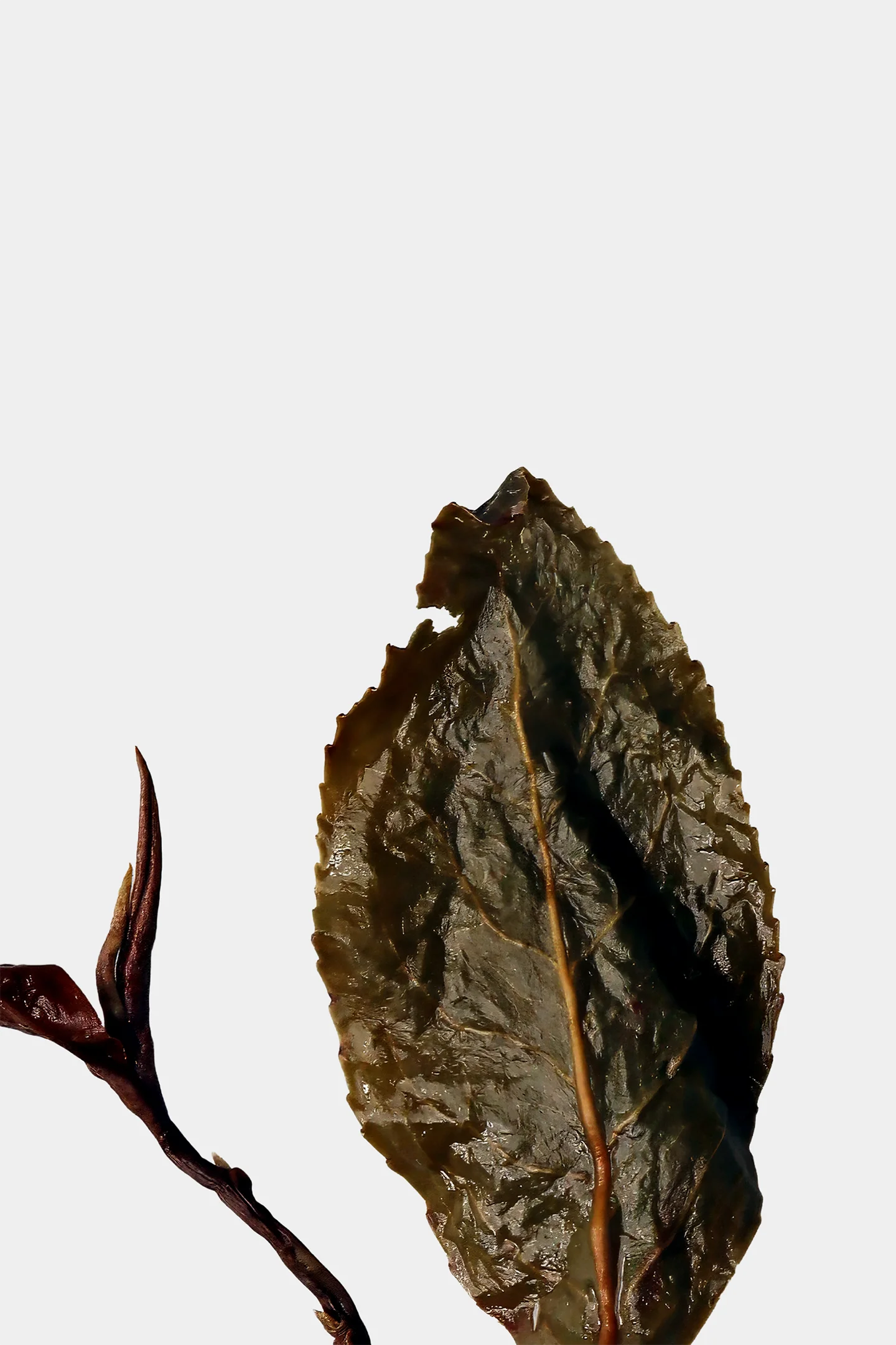 LOT212. 노번장우롱 엽저확대